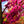 Load image into Gallery viewer, Appalachian Red Redbud - Redbud - Flowering Trees