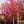 Load image into Gallery viewer, Appalachian Red Redbud - Redbud - Flowering Trees