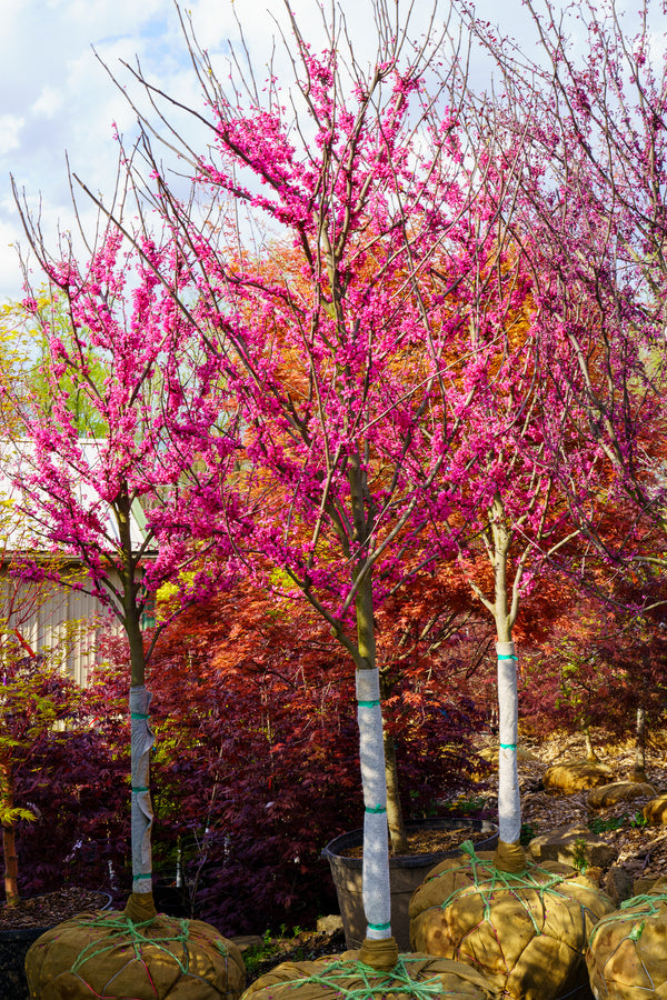 Appalachian Red Redbud - Redbud - Flowering Trees