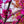 Load image into Gallery viewer, Appalachian Red Redbud - Redbud - Flowering Trees