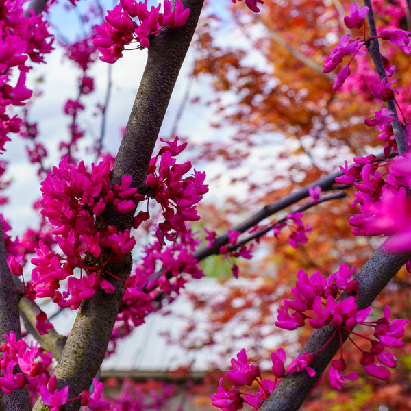 Appalachian Red Redbud - Redbud - Flowering Trees