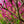 Load image into Gallery viewer, Appalachian Red Redbud - Redbud - Flowering Trees