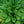 Load image into Gallery viewer, Apple Blossom Japanese Primrose