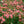 Load image into Gallery viewer, Apricot Drift Rose - Rose - Shrubs