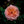 Load image into Gallery viewer, Apricot Drift Rose - Rose - Shrubs
