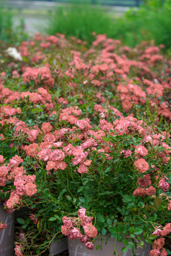 Apricot Drift Rose - Rose - Shrubs