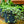 Load image into Gallery viewer, Aquamarine Baby's Tears - Pilea - Houseplants