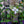 Load image into Gallery viewer, Arabella Clematis