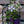 Load image into Gallery viewer, Arabella Clematis