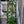 Load image into Gallery viewer, Arabella Clematis