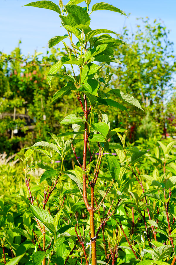 Arctic Fire Red-Twig Dogwood - Other Shrubs - Shrubs