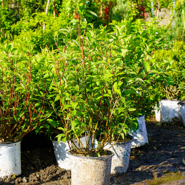 Arctic Fire Red-Twig Dogwood - Other Shrubs - Shrubs