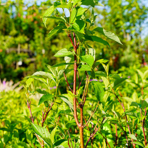 Arctic Fire Red-Twig Dogwood - Other Shrubs - Shrubs