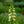 Load image into Gallery viewer, Arctic Fox Lemon Cream Foxglove