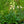 Load image into Gallery viewer, Arctic Fox Lemon Cream Foxglove
