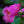 Load image into Gallery viewer, Arctic Fox Rose Foxglove - Other Perennials - Perennials
