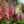 Load image into Gallery viewer, Arctic Fox Rose Foxglove - Other Perennials - Perennials