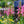 Load image into Gallery viewer, Arctic Fox Rose Foxglove - Other Perennials - Perennials