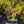 Load image into Gallery viewer, Arctic Sun Dogwood