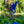 Load image into Gallery viewer, Arends' Monkshood