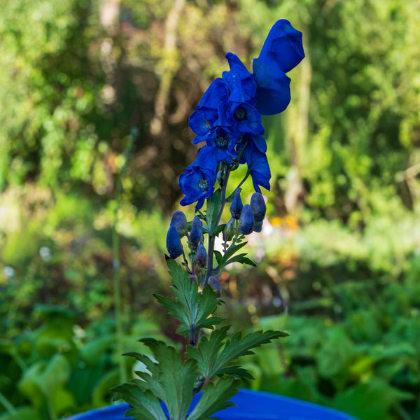 Arends' Monkshood