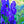 Load image into Gallery viewer, Arends' Monkshood