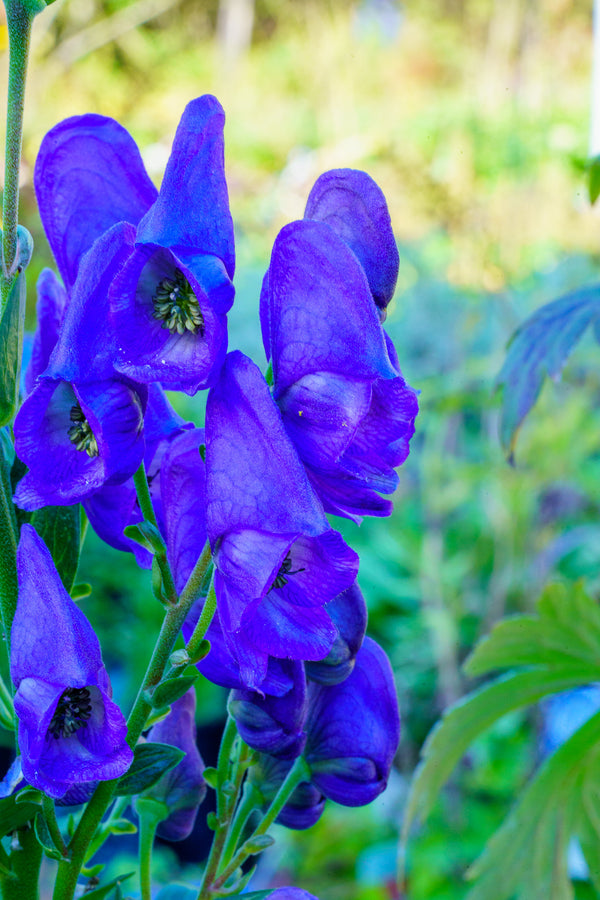 Arends' Monkshood
