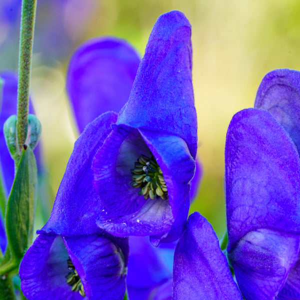 Arends' Monkshood