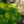 Load image into Gallery viewer, Threadleaf Bluestar