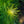 Load image into Gallery viewer, Threadleaf Bluestar