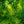Load image into Gallery viewer, Threadleaf Bluestar