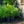Load image into Gallery viewer, Threadleaf Bluestar