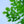 Load image into Gallery viewer, Armstrong Gold Red Maple