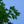 Load image into Gallery viewer, Armstrong Red Maple