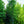 Load image into Gallery viewer, Armstrong Gold Red Maple