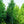 Load image into Gallery viewer, Armstrong Red Maple - Maple - Shade Trees