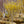 Load image into Gallery viewer, Arnold Promise Witch Hazel - Witch Hazel - Shrubs