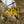 Load image into Gallery viewer, Arnold Promise Witch Hazel - Witch Hazel - Shrubs