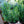 Load image into Gallery viewer, Arp Rosemary
