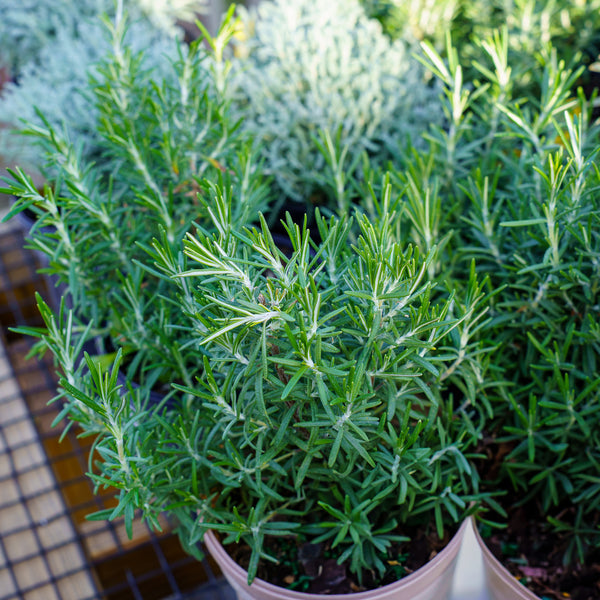 Arp Rosemary