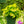 Load image into Gallery viewer, Arrowhead Plant Hanging Basket