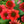 Load image into Gallery viewer, Artisan Red Ombre Coneflower