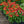 Load image into Gallery viewer, Artisan Red Ombre Coneflower