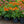 Load image into Gallery viewer, Artisan Soft Orange Coneflower