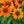 Load image into Gallery viewer, Artisan Soft Orange Coneflower