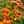Load image into Gallery viewer, Artisan Soft Orange Coneflower