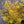 Load image into Gallery viewer, Ascot Rainbow Spurge