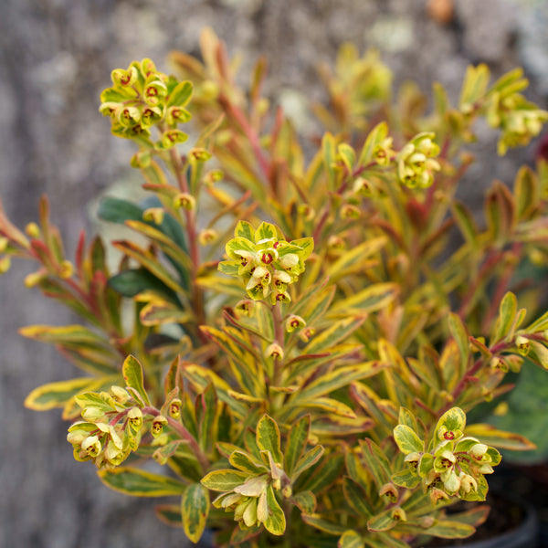 Ascot Rainbow Spurge
