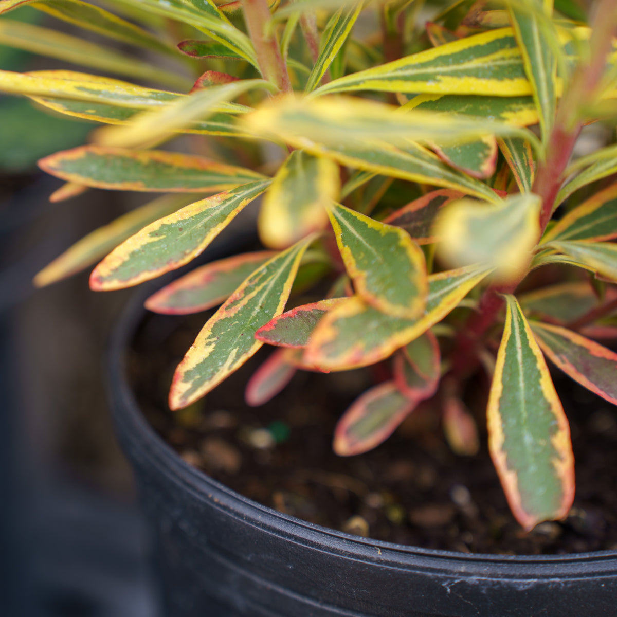 philodendron rainbow Ascot Rainbow Spurge – Plant Detectives