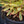 Load image into Gallery viewer, Ascot Rainbow Spurge